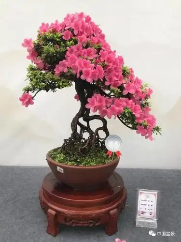 杜鹃花盆景,让人一见倾心!_造型