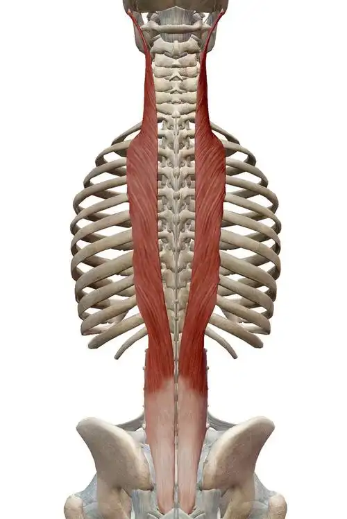 "骨肉之情"连载1: 竖脊肌群(erector spinae group)