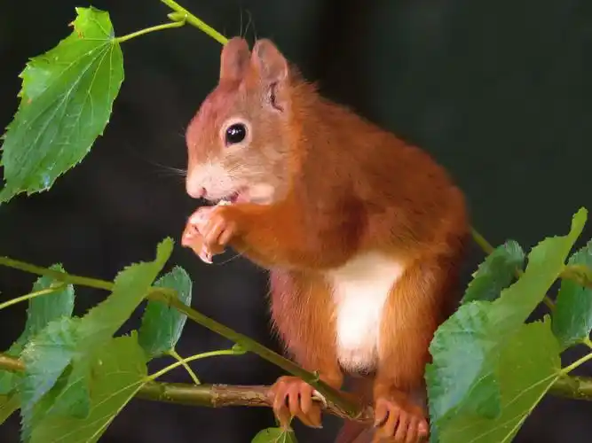 可爱的棕色小松鼠2048x1536分辨率查看
