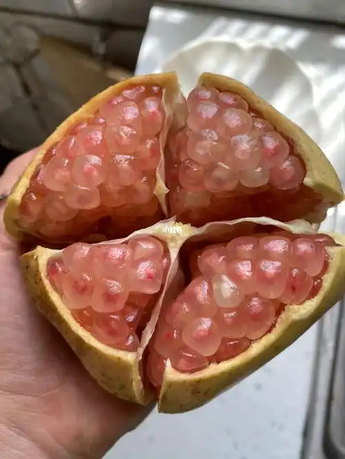 其实真的只是不出名,但是吃过我们家老树绿籽石榴的朋友都懂[旺柴]