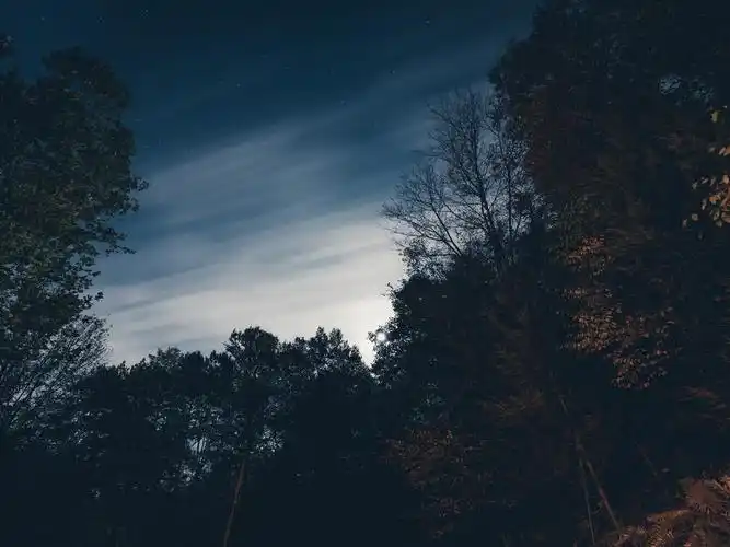 树,天空,黄昏,晚上 壁纸