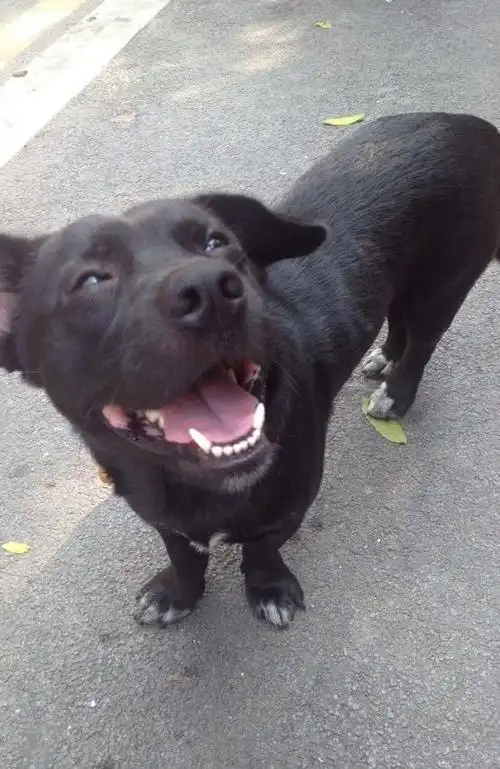 来自板凳狗的治愈笑容今日追加更新忧郁版