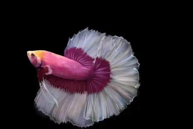 孔雀鱼 姿态万千的美丽|孔雀鱼|姿态_新浪新闻