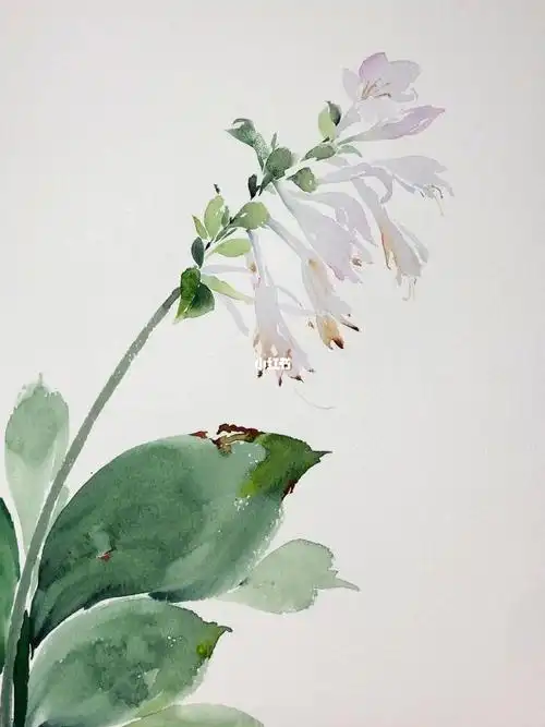 玉簪花水彩花卉