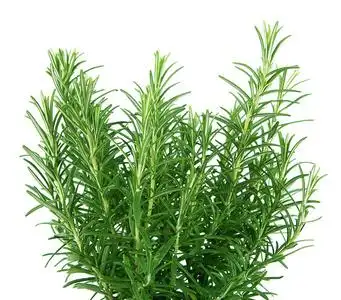 迷迭香植物图片-迷迭香植物素材-迷迭香植物插画-摄图新视界