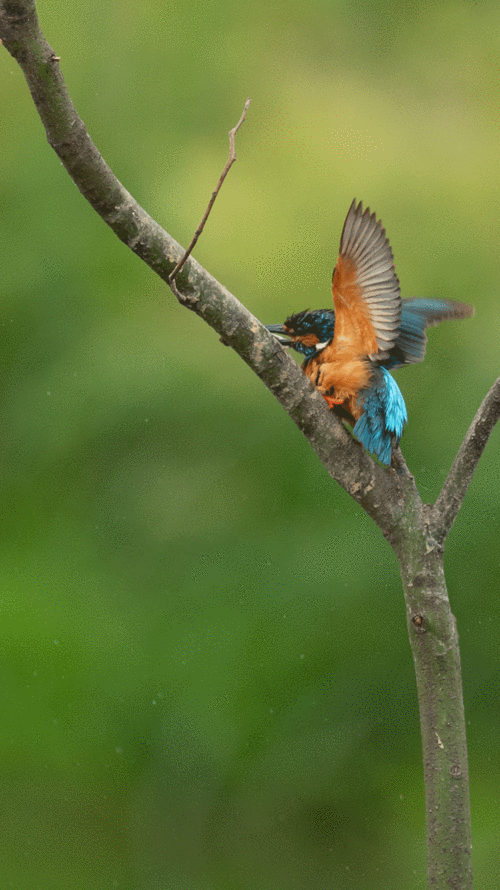 鸟与荷花(仔细看,有动图哦.