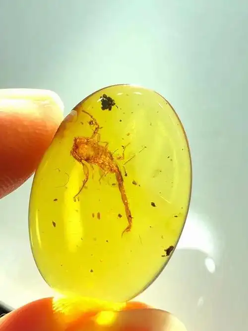 素缘缅甸天然虫珀吊坠0805琥珀蝎子标本化石其他