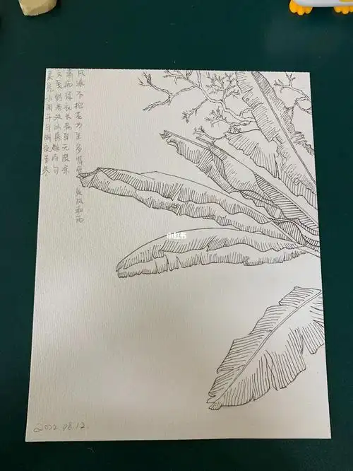 钢笔线稿芭蕉叶