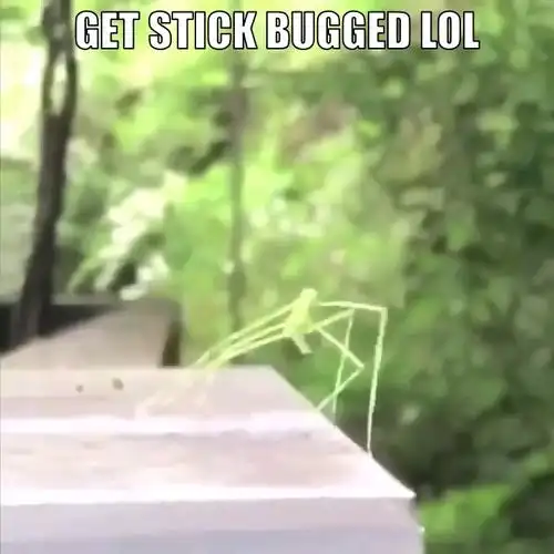 stick bug竹节虫完整版
