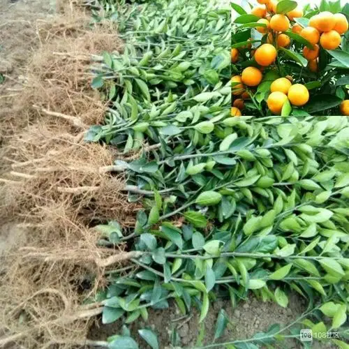 长期出售各种果树苗