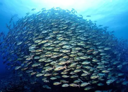 台湾摄影师吴永森以三文鱼洄游获2018年度国际水中摄影大赛world