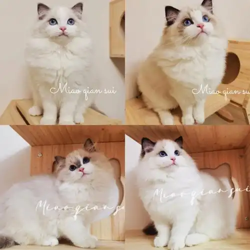 布偶猫极限四选一