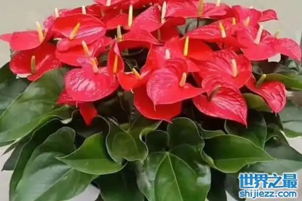 十二生肖招财花