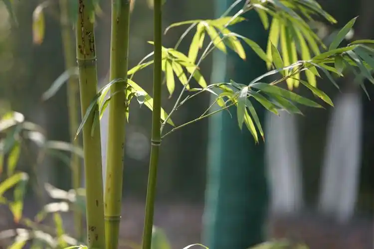 摄影 竹子,坚韧美丽～ 写美篇