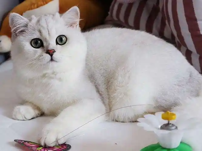 英短银渐层多少钱一只,英短银渐层猫的优缺点