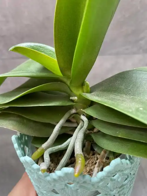 花后蝴蝶兰亲生梗