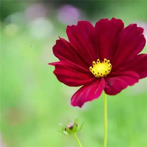 唯美格桑花头像图片 幸福生活和好运的美好愿望和感情