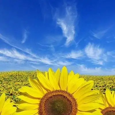 2023阳光正能量的头像(精选12张)