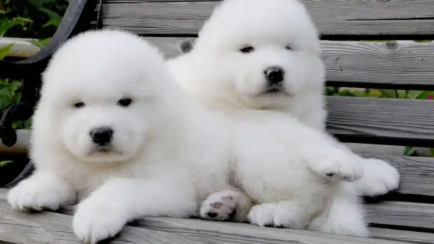 动物图集:雪白可爱狗狗萨摩耶犬