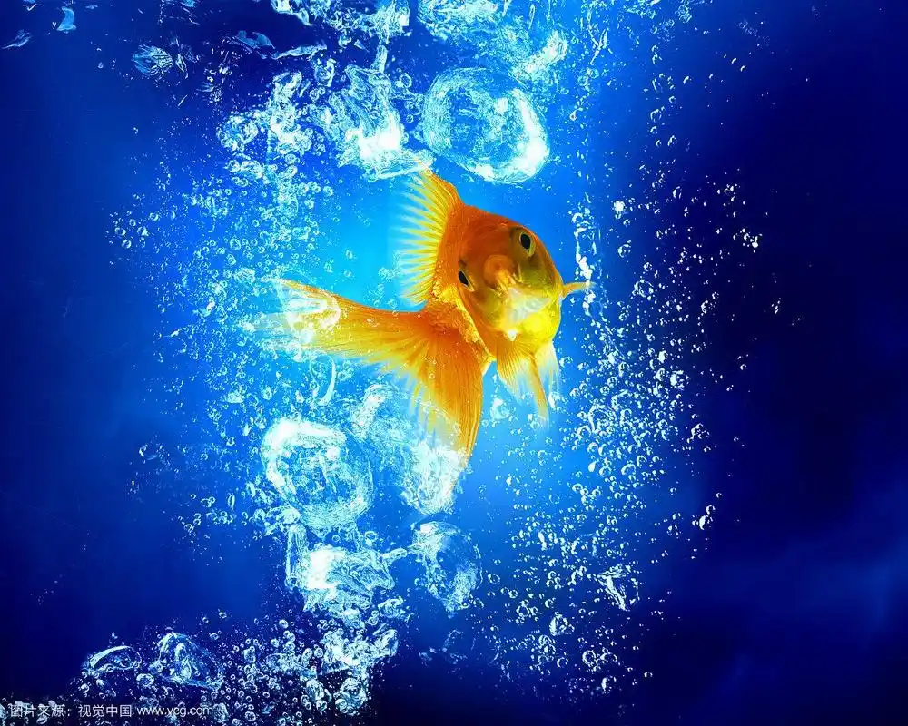 高尔夫鱼在清澈湛蓝的水中游泳