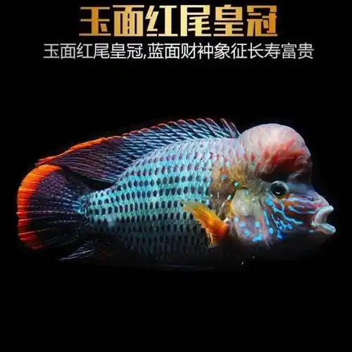 玉面红尾活体罗汉鱼蓝宝石观赏鱼淡水鱼热带鱼精品罗