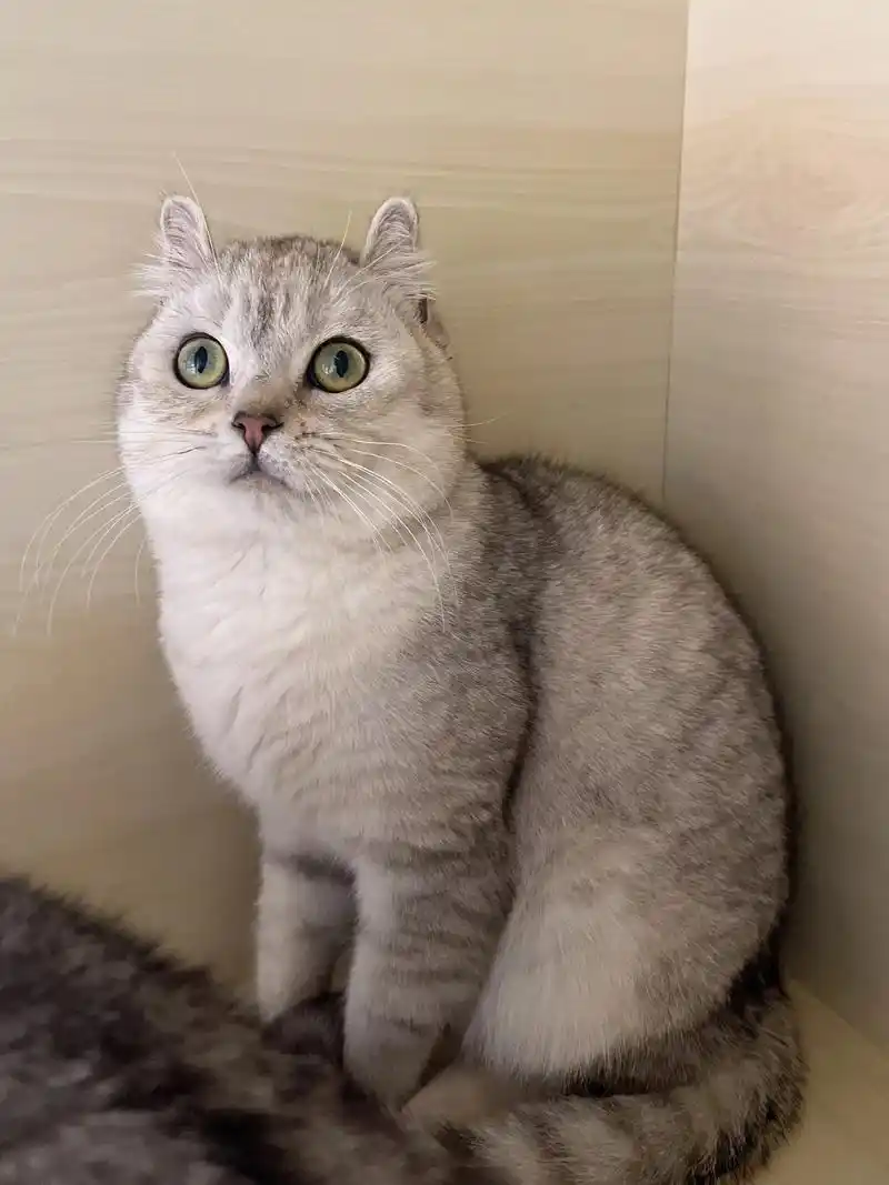 美国卷耳猫 弟弟 现在七个月样子 - 抖音