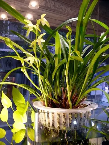 我的水培兰花第三度含苞待放不断在更新