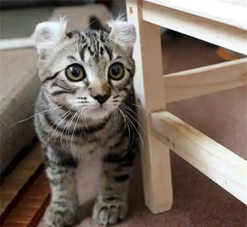 美国卷耳猫多少钱一只卷耳猫为什么贵