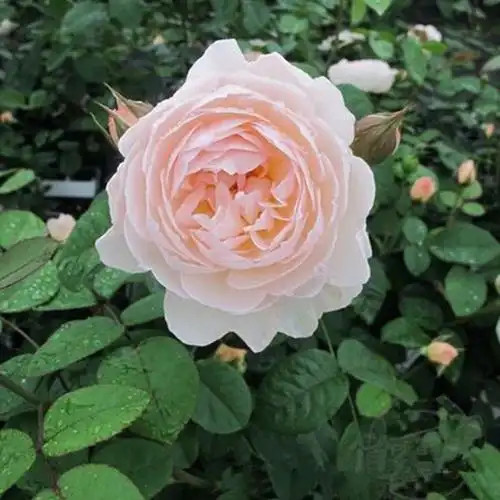 温柔的赫敏 欧美月季月季花苗 超大重瓣花大浓香 欧月 带花苞发货_不