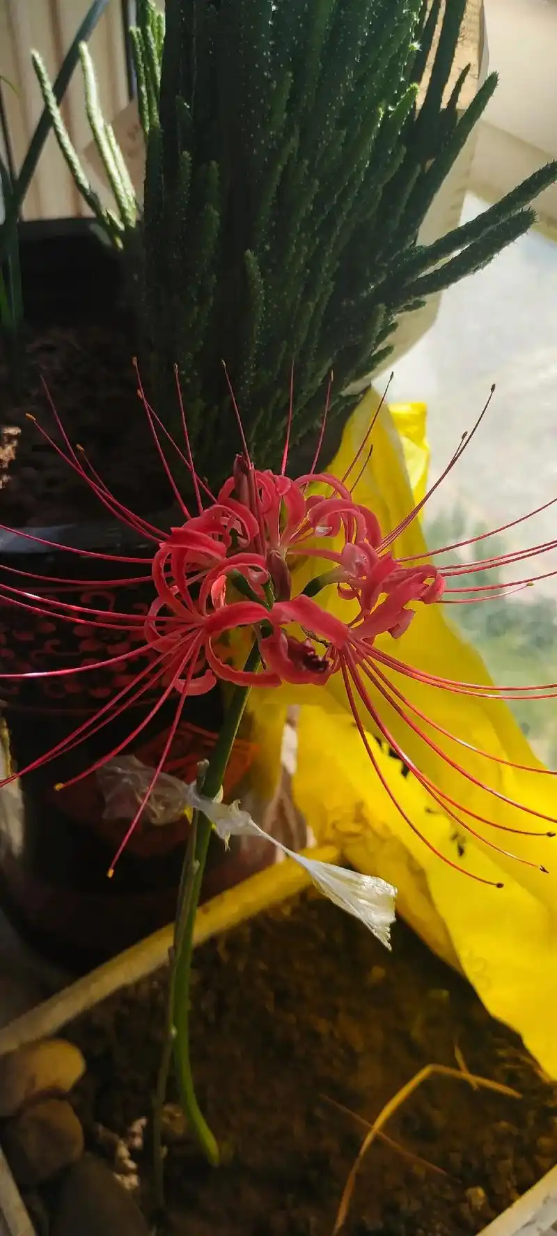 彼岸花开花了拍几张照片给大家欣赏你们喜欢吗