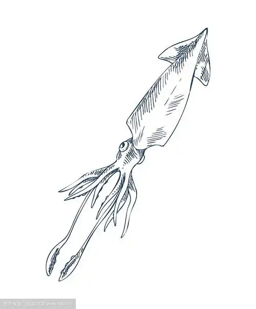 乌贼海洋居民素描风格刻画