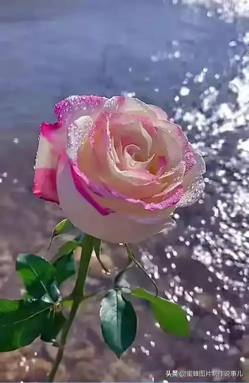 本文关键词:鲜花治愈系图片,阳光下的花唯美,鲜花治愈图片,治愈的花朵