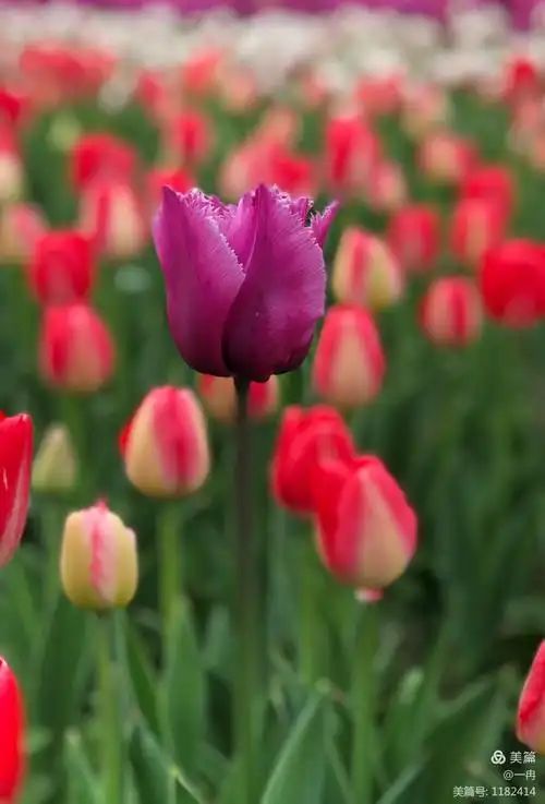 郁金香是胜利和美好的象征,同时还代表着纯洁的友情和永恒的