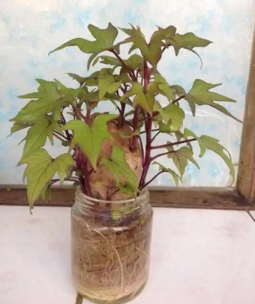 水培红薯盆景的方法