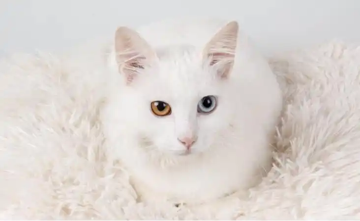 土耳其的"猫中贵族"——安哥拉猫