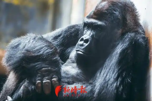 济南动物园大猩猩"威利"因病去世,年龄44.