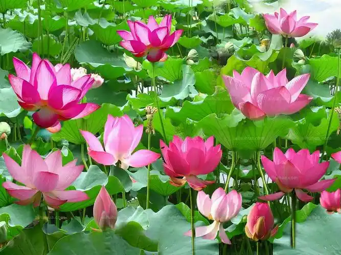 夏天里最美的风景是荷花,看图诗《咏荷》浩然果业原创