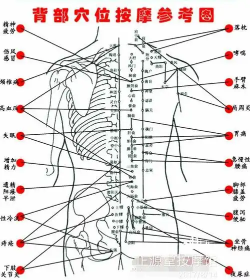 背部反射区图--经络图