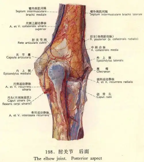 人的手臂关节内侧具体位置有图说明最好