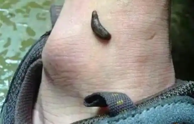 在农村我最怕的就是两种蚂蟥,一种山蚂蝗,也称之旱蚂蝗,一种农田水沟