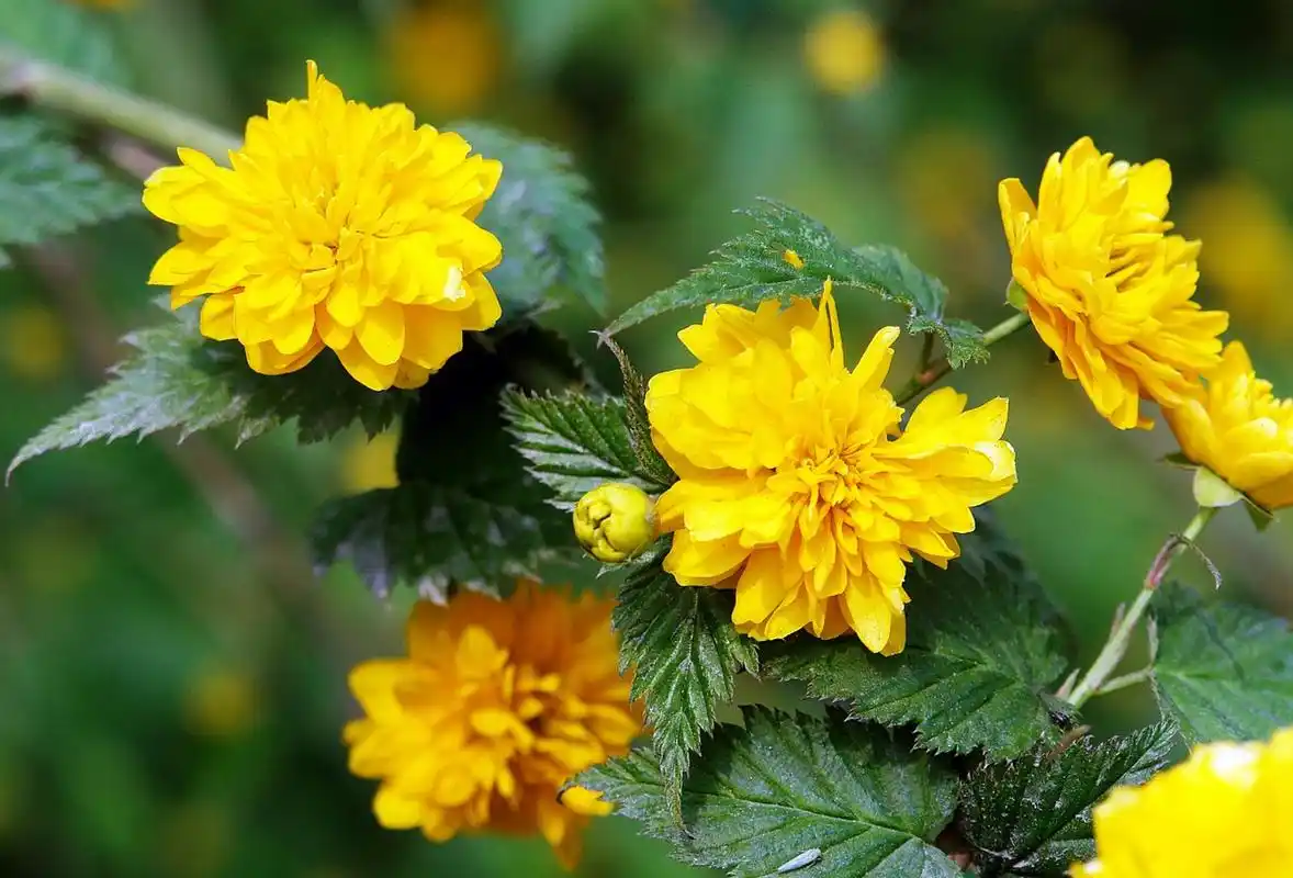 棣棠,这个富有诗意的名字,不仅仅是一种花卉的称呼,更是一种寓意深远