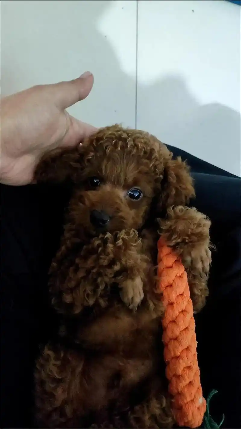 新手养泰迪一定要存下的干货知识!