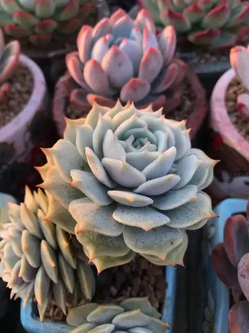 广东肉友,我们一起加油