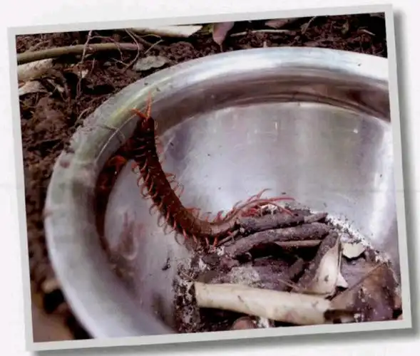 小蜈蚣有毒吗,家里发现一只蜈蚣,会有窝吗(如果人被它咬伤后会怎样)