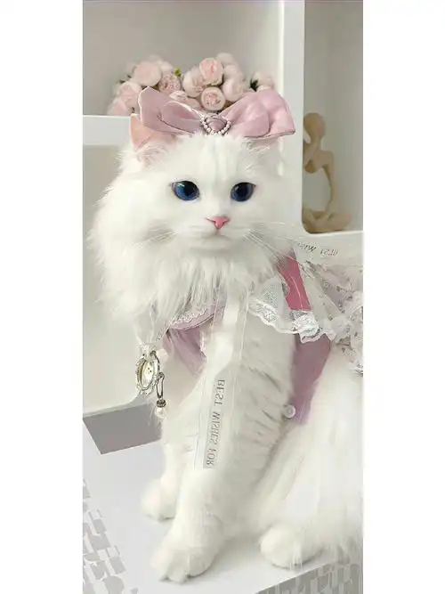 壁纸 动物 猫 猫咪 小猫 桌面 690_920 竖版 竖屏 手机