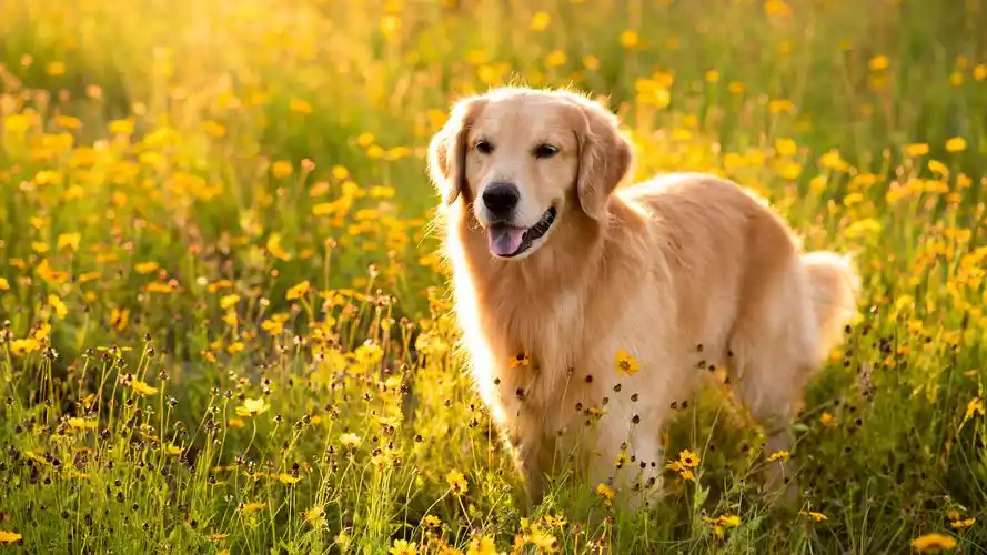 【金毛能有多暖心】(动物静态壁纸) - 静态壁纸下载 - 元气壁纸