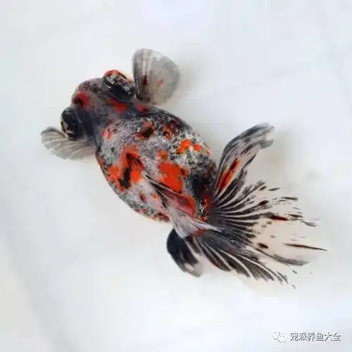 宠派养鱼大全荧鳞蝶尾荧鳞蝶尾鱼,是近年来涌现的一个龙睛系中国金鱼