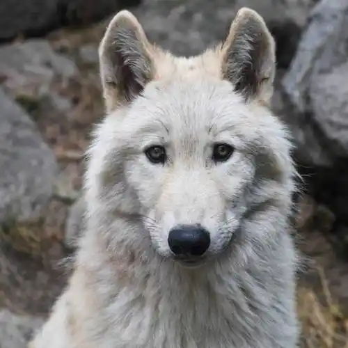 白狼, 单色, 头, 动物, 白色, 自然, 捕食者, 食肉动物