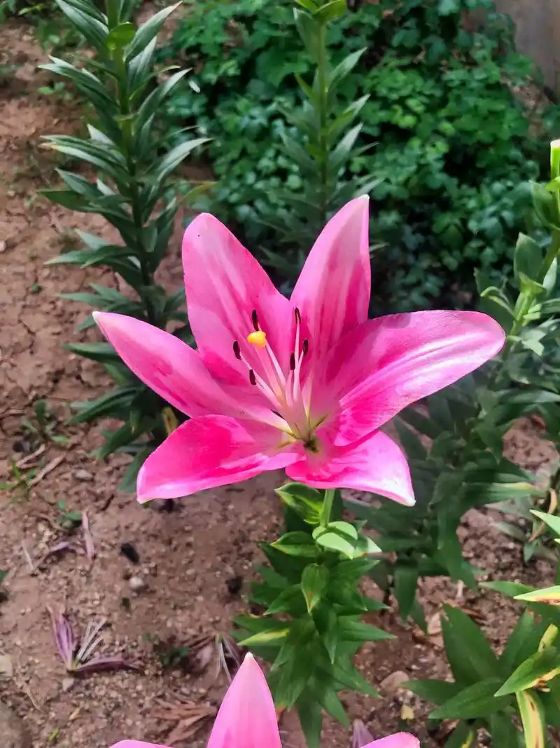 百合的花期即将结束,再拍一组原图作为记录. - 抖音