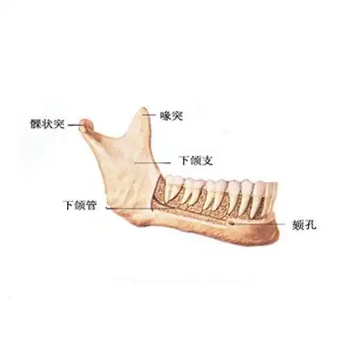 人体下颌骨解剖示意图-人体解剖图